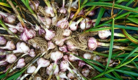 Prevención de Fusarium, Penicillium y el Nematodo Ditylenchus Dipsaci en el Cultivo de Ajo