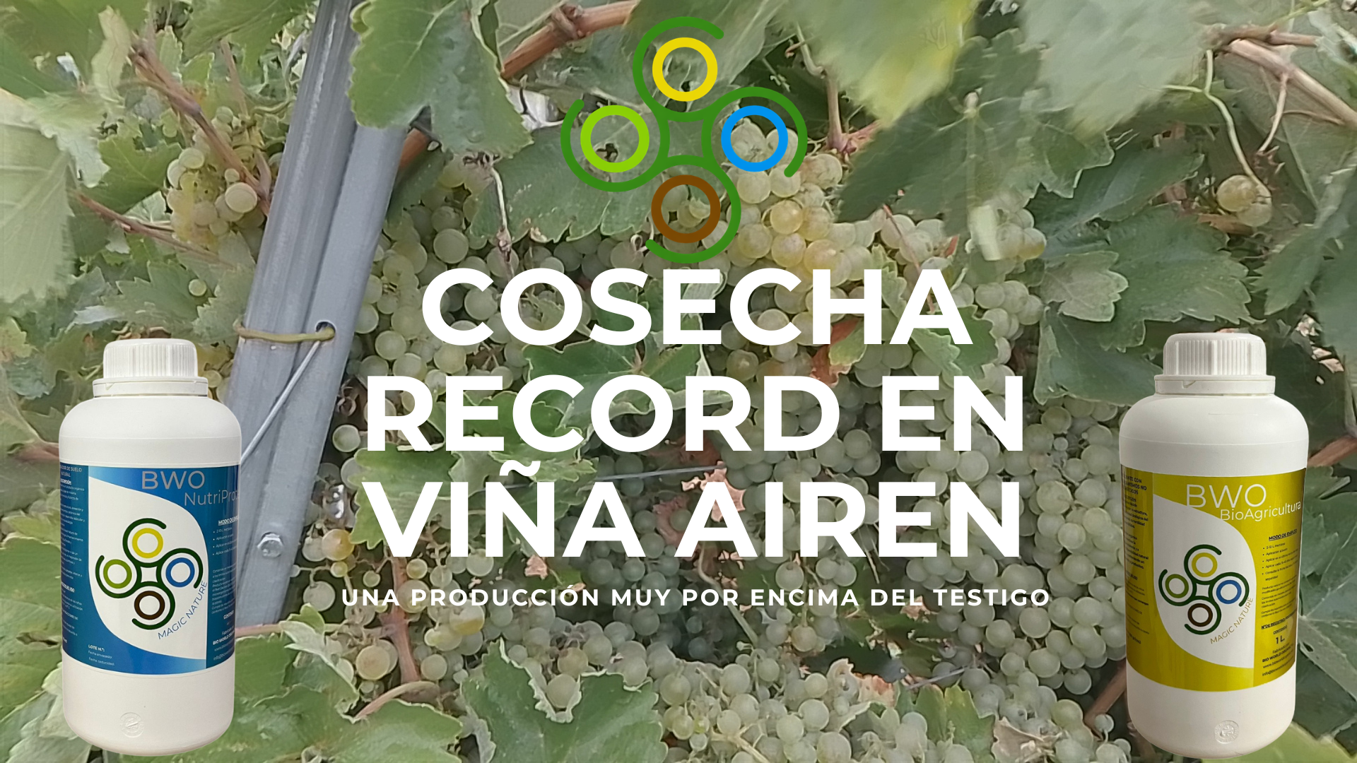 Load video: ¿Alguna vez has visto una cepa tan cargada que parece "imposible"? En este vídeo te mostramos los resultados reales de un viñedo tratado con nuestra biotecnología aplicada de BioWorld Organic.🚀 El Secreto del Éxito:A través de la activación biológica con BWO BioAgricultura y BWO NutriProtek, hemos conseguido:Potenciar el Cuajado: Una mayor densidad de racimos por planta.  Nutrición Eficiente: Aprovechamiento máximo de los recursos del suelo para que cada uva crezca sana y vigorosa.  Resiliencia Natural: Una viña más equilibrada y productiva, capaz de sostener una carga excepcional sin estrés.  ✅ Resultados a la Vista:Como dice nuestro agricultor en el vídeo: "¡Es una exageración!". Racimos uniformes, sanos y abundantes en cada rincón de la cepa. Esto es lo que ocurre cuando pasas de una agricultura convencional a un sistema de Suelo Vivo.