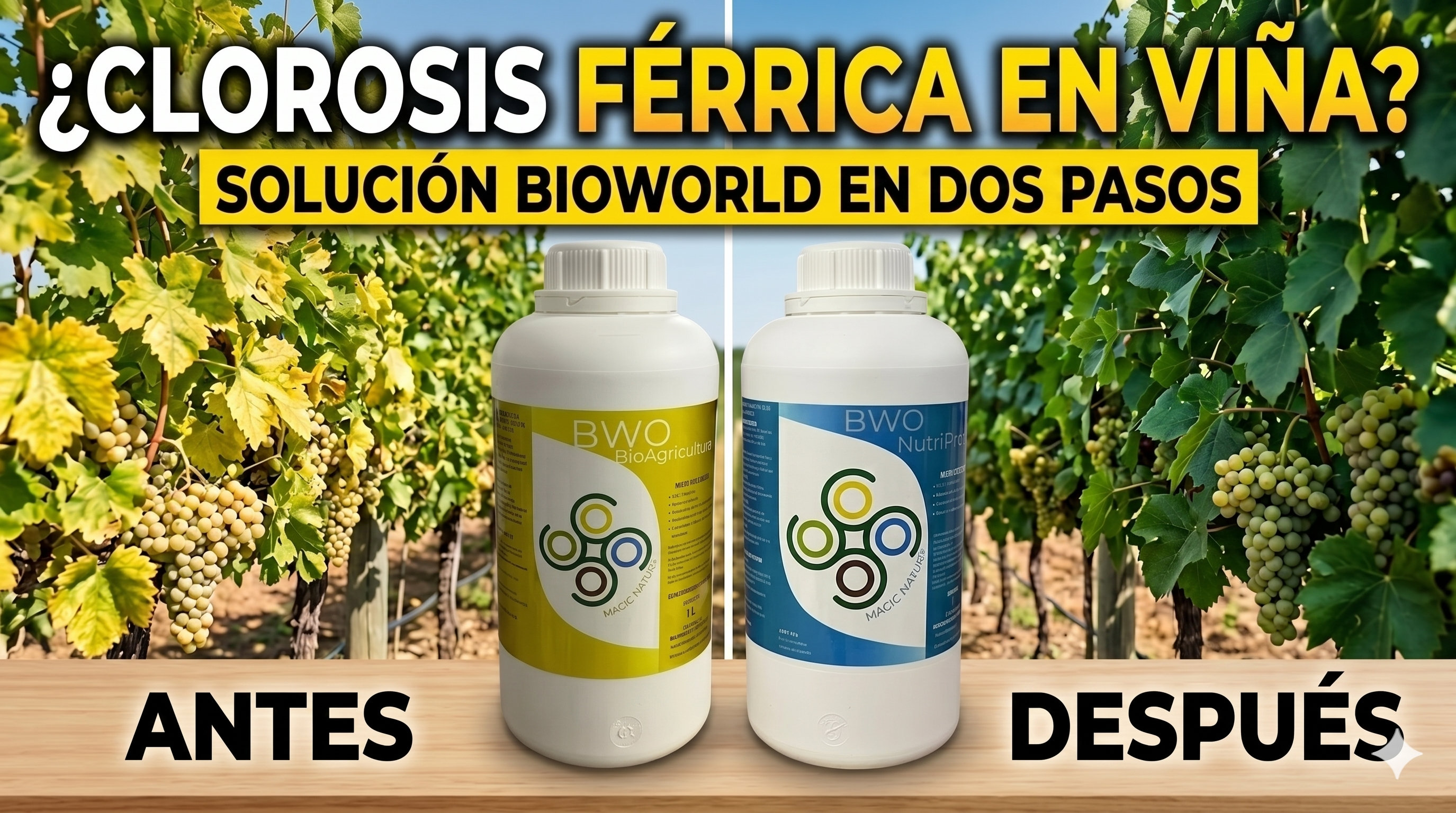 Load video: Corregimos clorosis en viña sin aportar nada más que tecnología BIO WORLD,video de nuestro cliente de Madrigueras,Albacete