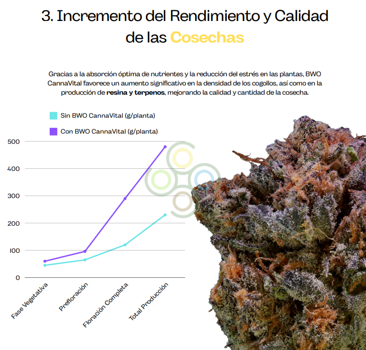 BWO CannaVital: Potenciador Natural para Cultivos de Cannabis 1L.