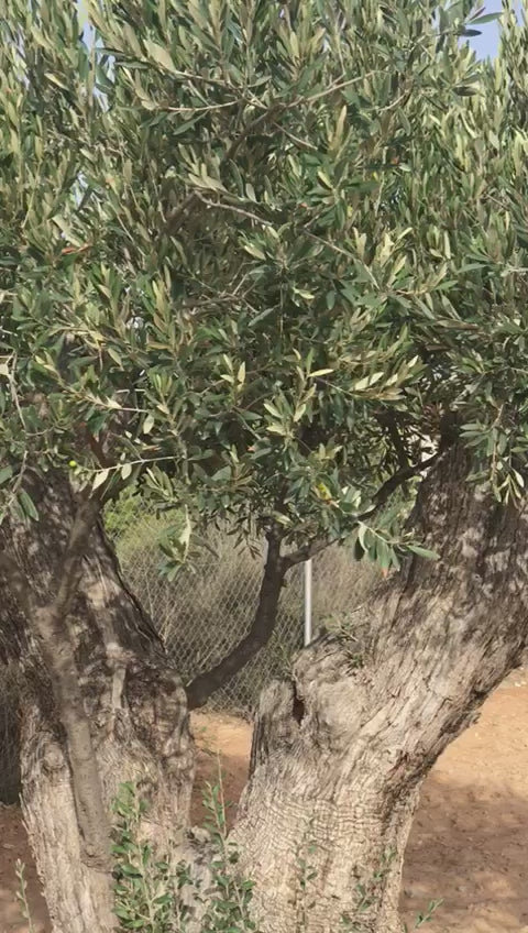 Load video: ¿Quieres ver lo que ocurre cuando le das vida al suelo de tu olivar? En este vídeo comparamos olivos testigos frente a olivos tratados con nuestra biotecnología de precisión y el resultado habla por sí solo.🌳 La Diferencia Real:Olivos sin tratar: Presentan una carga muy escasa, casi sin aceituna visible.Olivos tratados con BWO: Una auténtica barbaridad. Ramas cargadas de aceitunas sanas, de buen tamaño y un verdor excepcional. "Está para reventar", como dice nuestro agricultor.🚀 ¿Cómo lo hemos logrado?No se trata de "milagros", se trata de ciencia aplicada al suelo. Hemos utilizado una combinación de:BWO BioAgricultura: Para movilizar nutrientes bloqueados y mejorar la salud radicular.BWO NutriProtek: Para potenciar el cuajado y la resistencia del árbol.✅ Resultados: Una productividad máxima y un olivo equilibrado que puede sacar adelante toda esa cosecha de forma natural.