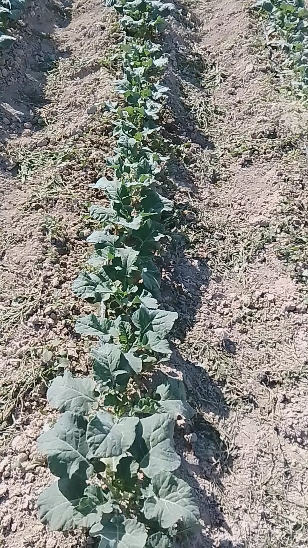 Load video: En este vídeo mostramos un caso real de superación en campo. El cultivo de brócoli se enfrentaba a un doble desafío: la presión por nematodos y, lo más grave, un bloqueo severo del suelo que impedía la absorción de nutrientes.🔍 La Transformación:Sin Tratamiento: Se observa una plantación estancada. Los nematodos dañan la raíz y el bloqueo del suelo hace que el abonado no sirva de nada. La planta simplemente no puede comer.  Con Tecnología BWO: Tras aplicar nuestro protocolo, la diferencia es radical. Hemos logrado revivir y activar el suelo, permitiendo que la planta desarrolle su máximo vigor.  🚀 ¿Cómo actúa BioWorld Organic?Nuestras soluciones no son parches químicos, son activadores biológicos:  BWO BioAgricultura: Aporta microorganismos vivos que colonizan la raíz, creando una barrera natural y regenerando el ecosistema radicular.  BWO NutriProtek: Actúa directamente sobre el bloqueo del suelo, facilitando la optimización de nutrientes y logrando que el brócoli aproveche cada unidad de fertilizante.  ✅ Resultado: Un brócoli uniforme, con hojas grandes y sanas, listo para una cosecha récord a pesar de las condiciones adversas iniciales.